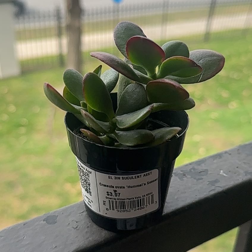 Photo of the plant species Golden Jade by @email named Bigleef Smalls on Greg, the plant care app