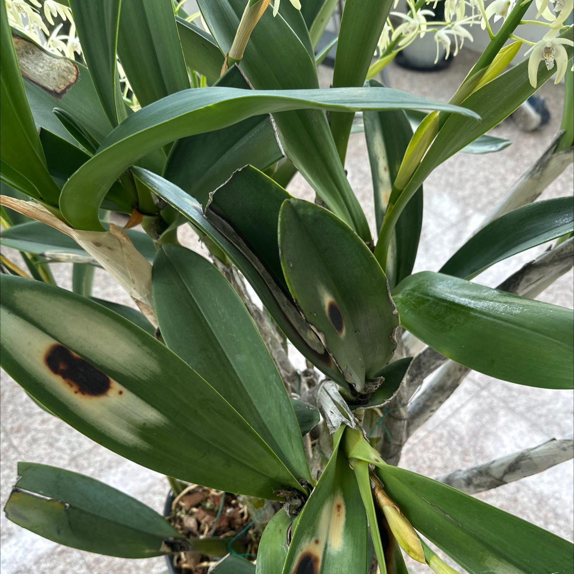 Photo of the plant species Crape Ginger by @VipDamiana16 named Diana on Greg, the plant care app