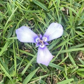 Photo of the plant species Showy Prairie Gentian by @CapableRichweed named Kendall on Greg, the plant care app