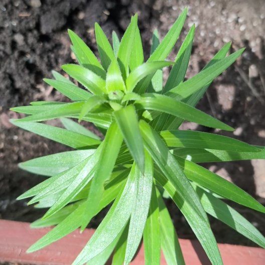 Photo of the plant species Tiger Lily by @FieryFallugia named Kobe on Greg, the plant care app