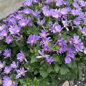 Photo of the plant species High Mallow by @DrivenLukiwan named James Dean on Greg, the plant care app