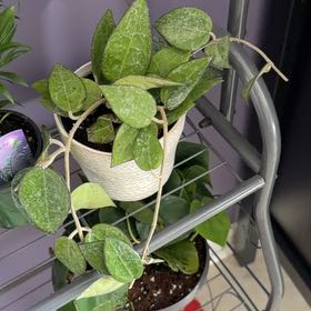 Photo of the plant species Black Margin Hoya Parasitica by @LowMotives named Hemingway on Greg, the plant care app