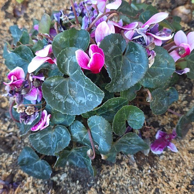 Photo of the plant species Cyclamen by @TryRedbean84 named Drake on Greg, the plant care app