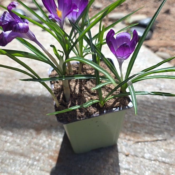 Photo of the plant species Spring Crocus by @TryRedbean84 named Captain Plant-it on Greg, the plant care app