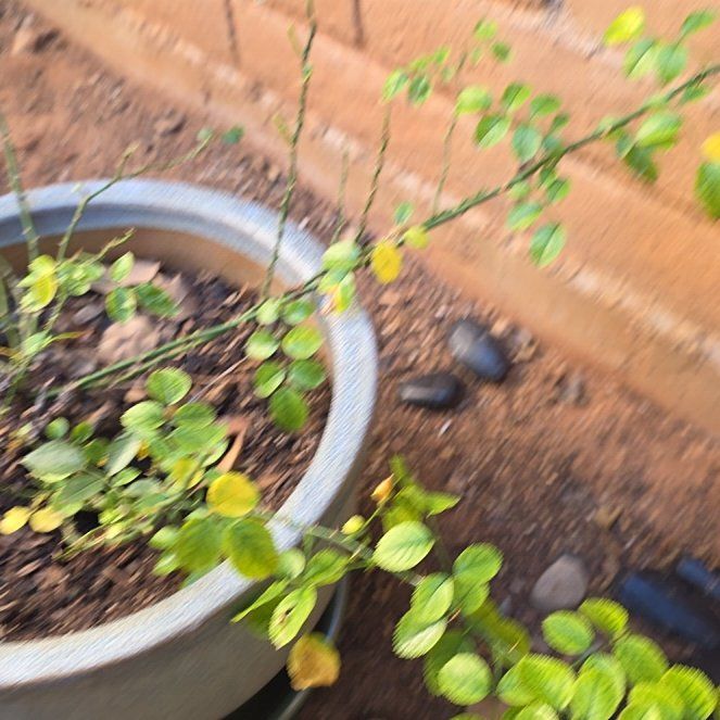 Photo of the plant species Wild Rose by @TryRedbean84 named Daphne on Greg, the plant care app