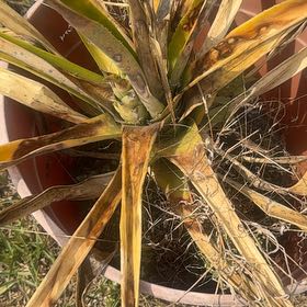 Photo of the plant species Mohave Yucca by @PopularAster54 named Marley on Greg, the plant care app