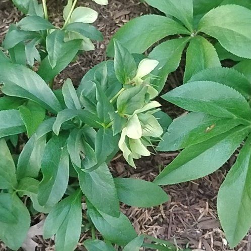 Photo of the plant species Lenten Rose by @TopdogMiro46 named Forrest on Greg, the plant care app