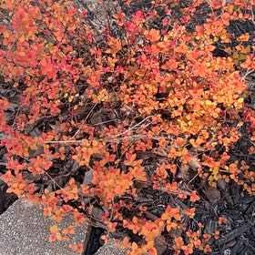 Photo of the plant species Smokebush by @TotalJellycup82 named Maya on Greg, the plant care app