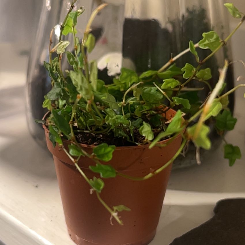 Photo of the plant species Mini Oakleaf Creeping Fig by @ProQuenepa62 named Naomi on Greg, the plant care app