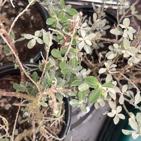 Photo of the plant species Leucophyllum frutescens 'Silverado' by @SmileyWorm34 named Lavender on Greg, the plant care app