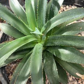 Photo of the plant species Boutin Blue Agave by @SmileyWorm34 named Maya on Greg, the plant care app
