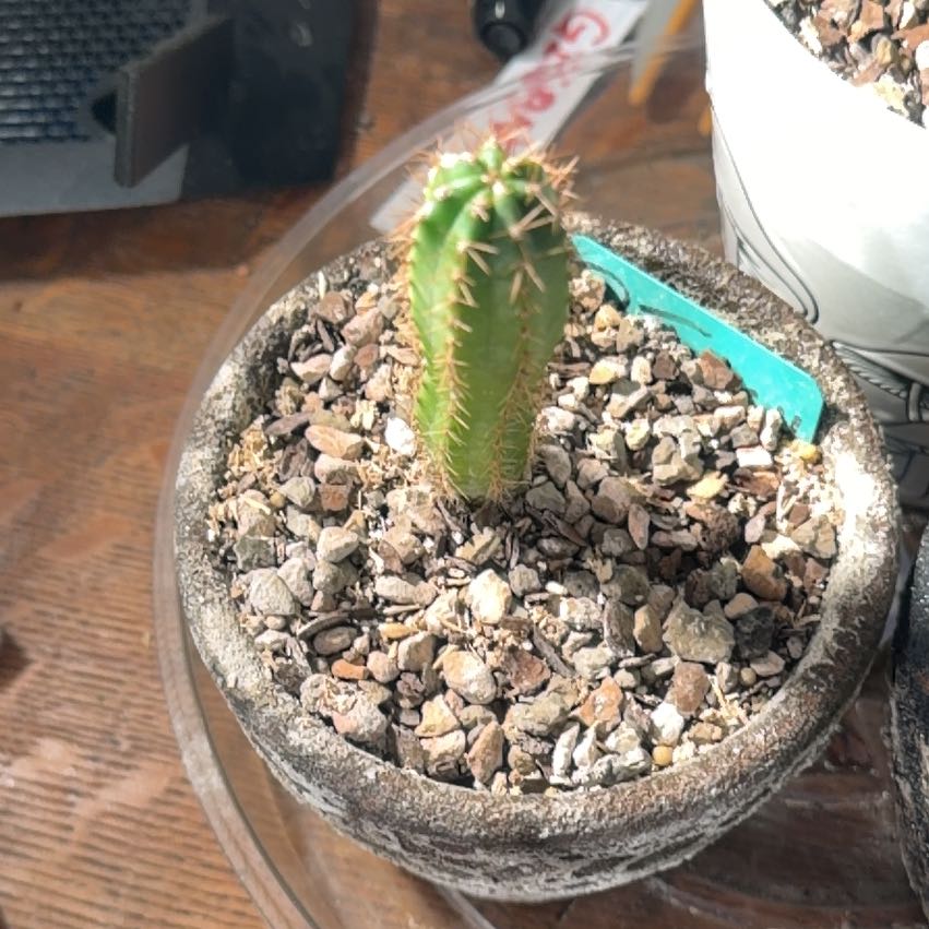 Photo of the plant species Trichocereus macrogonus by @SmileyWorm34 named Mollie on Greg, the plant care app