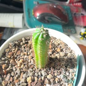 Photo of the plant species Bolivian Torch by @SmileyWorm34 named Winston on Greg, the plant care app
