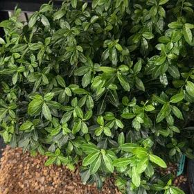 Photo of the plant species Japanese Holly by @SmileyWorm34 named Sol on Greg, the plant care app
