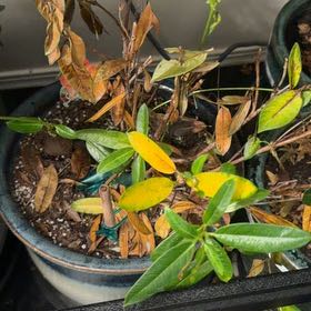 Photo of the plant species Mandevilla 'Hot Lips' by @SmileyWorm34 named Achilles on Greg, the plant care app