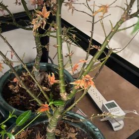 Photo of the plant species Laceleaf Japanese Maple by @SmileyWorm34 named Bella on Greg, the plant care app