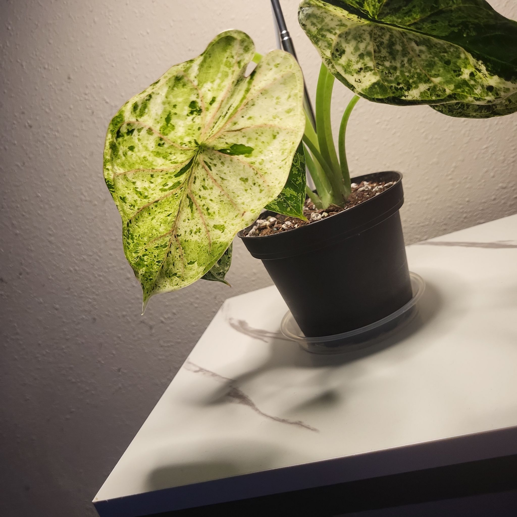 Photo of the plant species Alocasia Dragon Scale mint Verigated by @BigHoya97 named Athena on Greg, the plant care app