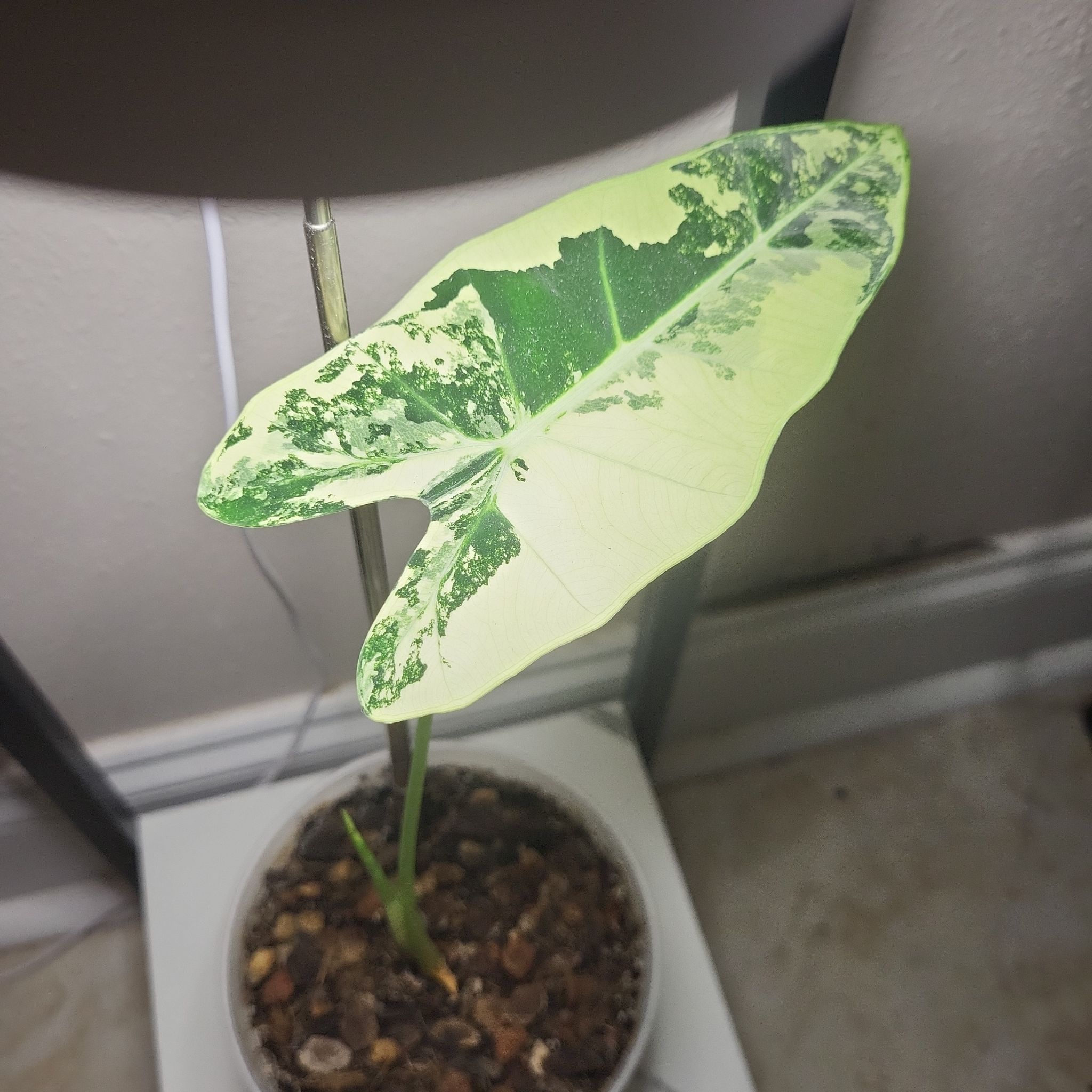 Photo of the plant species Variegated Alocasia frydek by @BigHoya97 named Faith on Greg, the plant care app