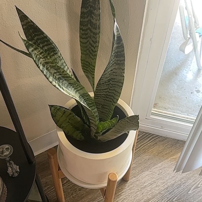 Photo of the plant species Sansevieria zeylanica by @PetHoyajade86 named Big Snake on Greg, the plant care app