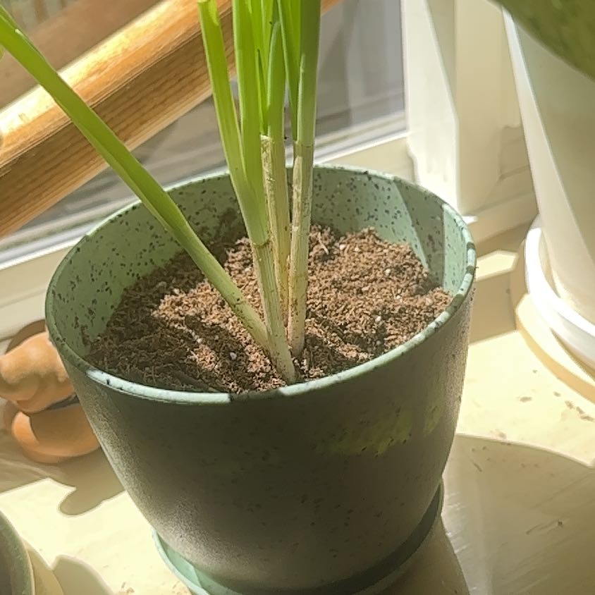Photo of the plant species Green Onion by @PetHoyajade86 named Green Onion on Greg, the plant care app
