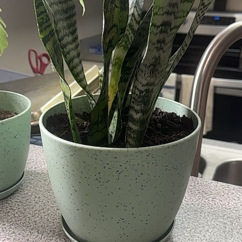 Photo of the plant species Sansevieria zeylanica by @PetHoyajade86 named Tiny Snake on Greg, the plant care app