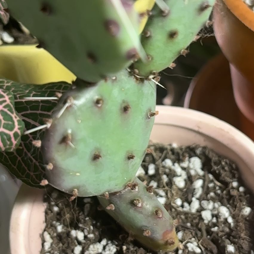 Photo of the plant species Purple Prickly Pear 'Album' by @4NINA named Prince on Greg, the plant care app