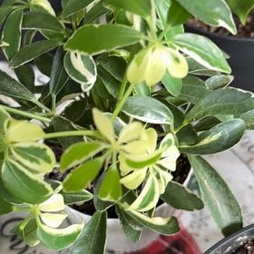 Photo of the plant species Moondrop Dwarf Umberlla Tree by @TunefulGuasca16 named Walt on Greg, the plant care app