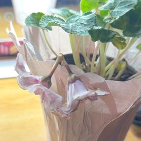 Photo of the plant species Cyclamen 'Illusia' by @ProBarley97 named Lindsey on Greg, the plant care app