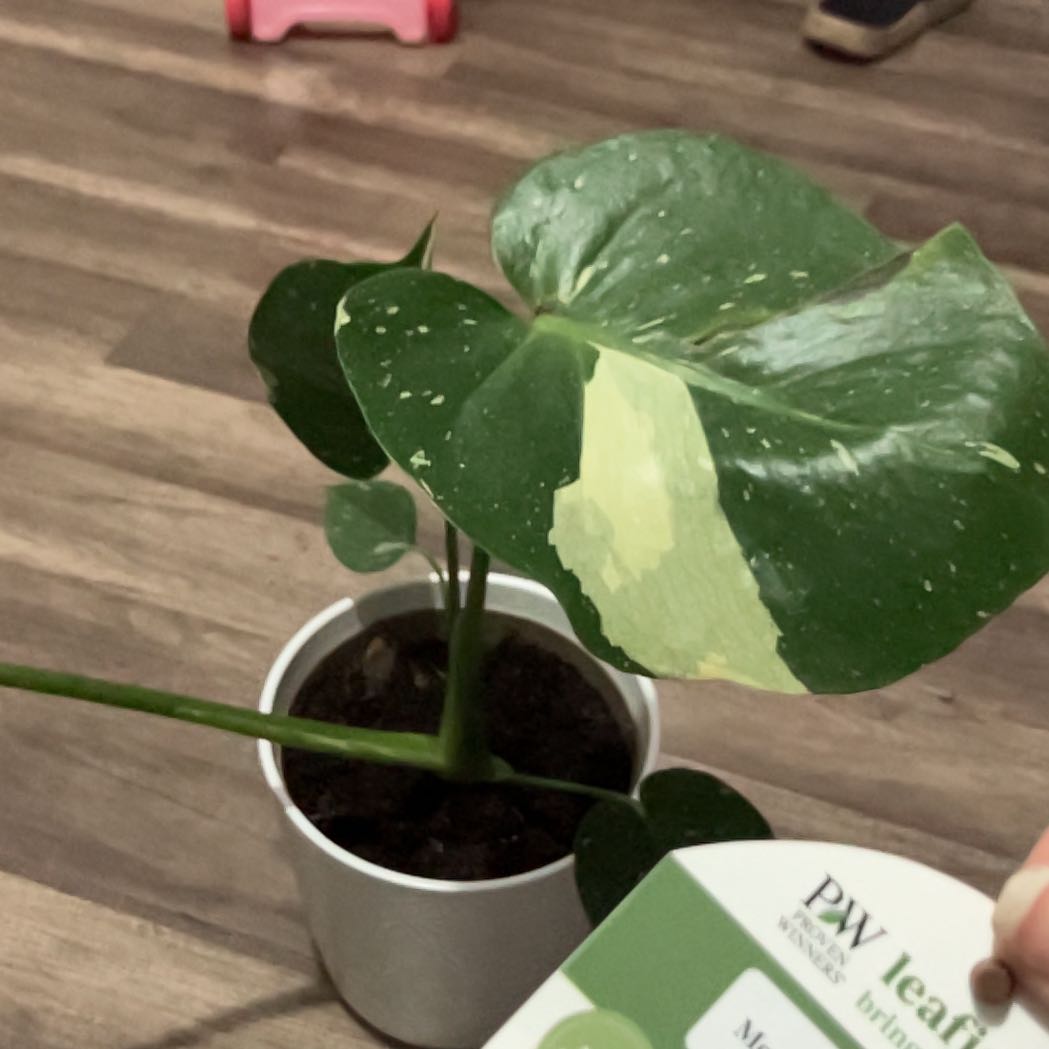 Photo of the plant species Monstera by @MarkedWildyam32 named Harry on Greg, the plant care app