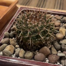 Photo of the plant species Notocactus roseoluteus by @ExpertNapaea63 named Fernie Saunders on Greg, the plant care app