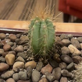 Photo of the plant species Blue Torch Cactus by @ExpertNapaea63 named Harmony on Greg, the plant care app