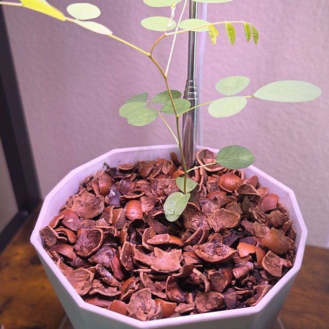 Photo of the plant species False Acacia by @FunTigeraloe55 named Duke on Greg, the plant care app