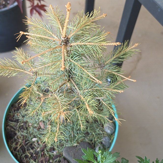 Photo of the plant species Blue Spruce by @FunTigeraloe55 named Eva on Greg, the plant care app