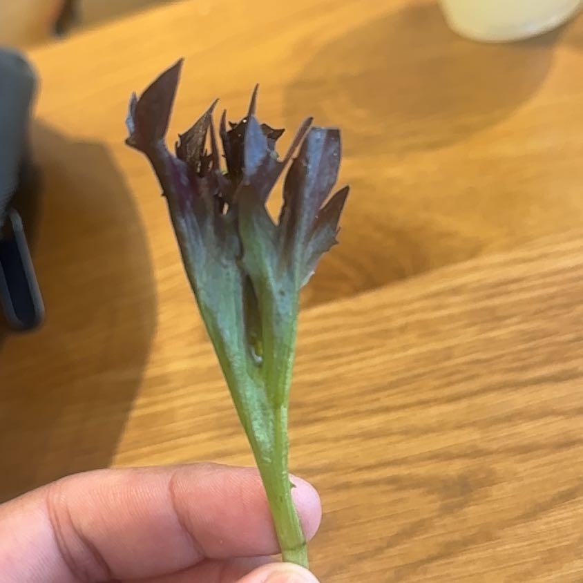 Photo of the plant species Trapa Natans by @TycoonPaleyucca named Robert Plant on Greg, the plant care app