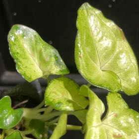 Photo of the plant species Friar's Cowl by @WhizGinkotree23 named ChloroPhil on Greg, the plant care app