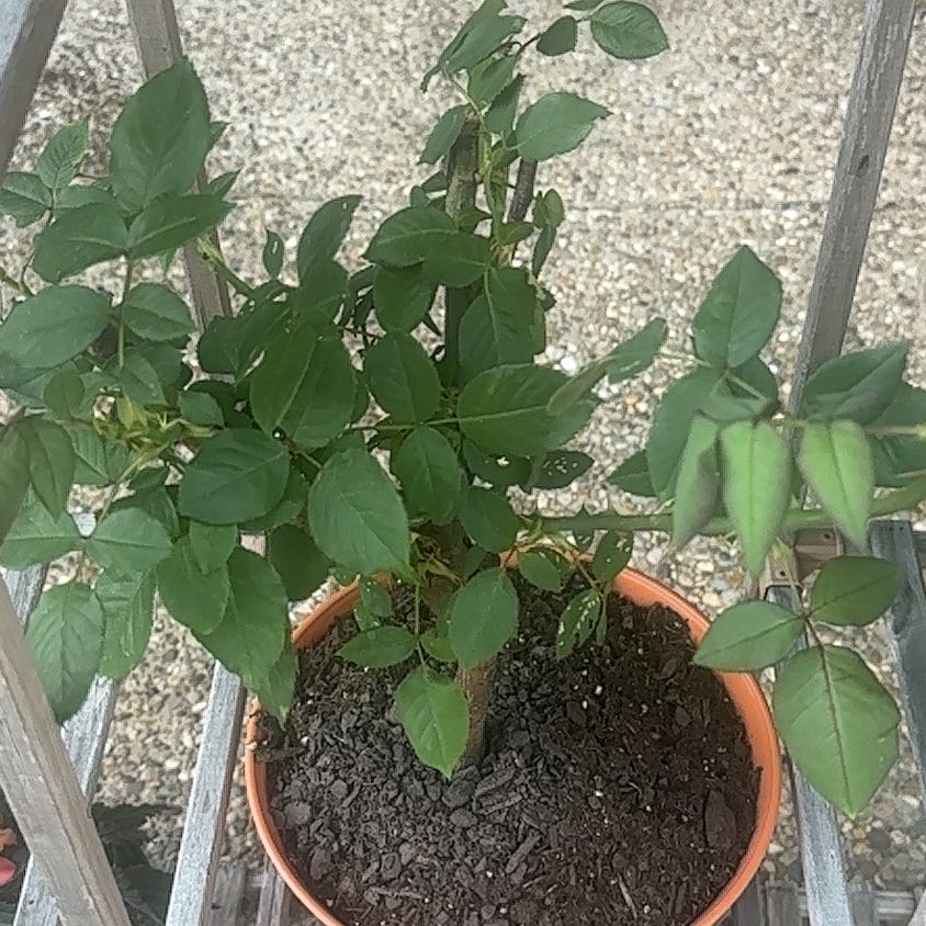 Photo of the plant species Oregold Rose by @WingedMaylily73 named Stella on Greg, the plant care app