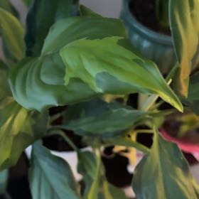 Photo of the plant species Aglaonema by @FieryBiancini92 named Remington on Greg, the plant care app