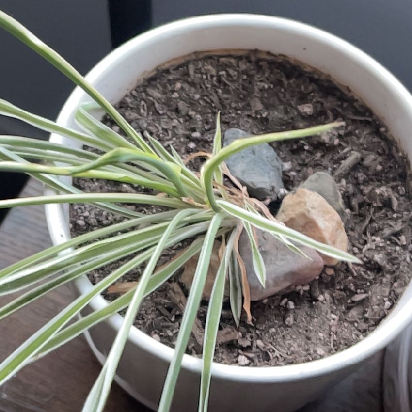 Photo of the plant species Common Grape Hyacinth by @JoyfulWhiterata named Remington on Greg, the plant care app
