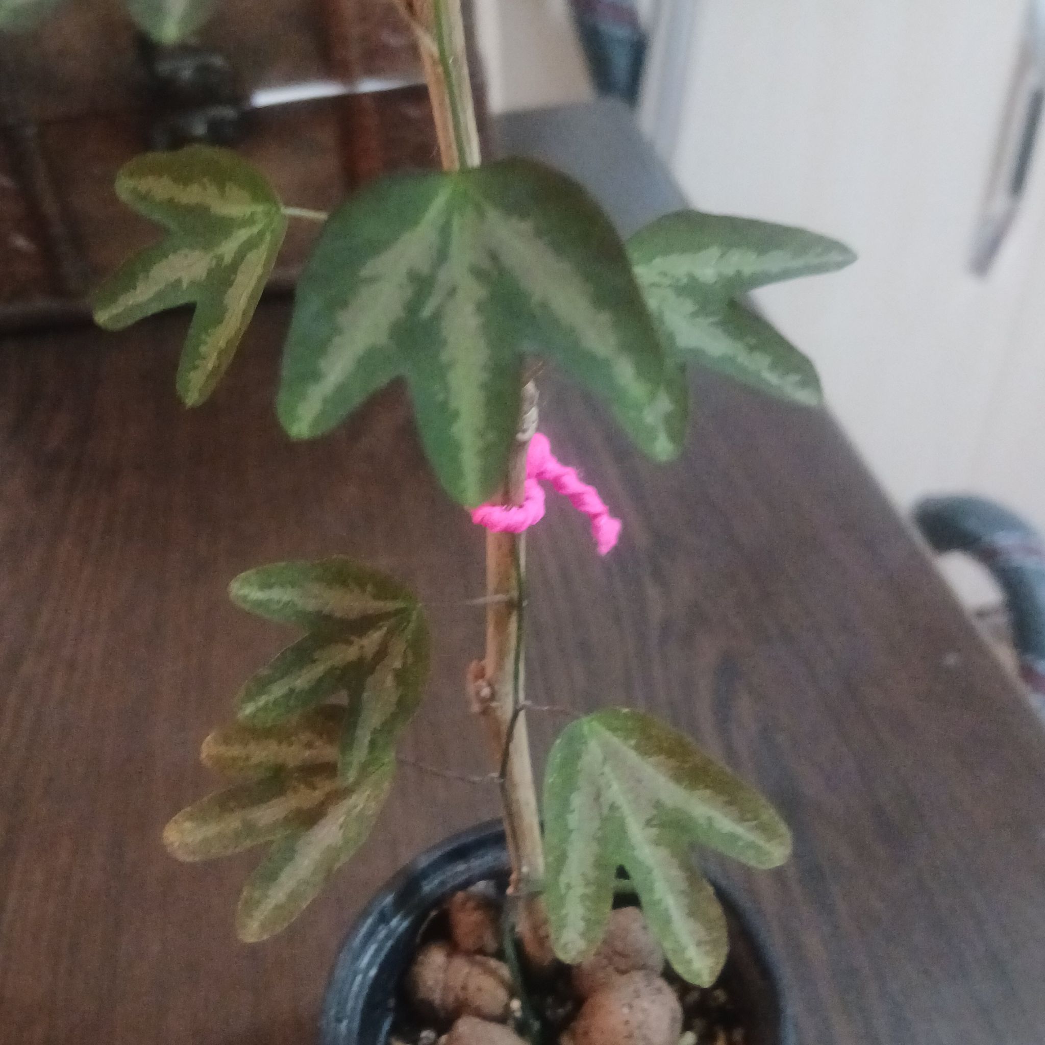 Photo of the plant species Wild Passionfruit by @SwiftBogarum15 named Baesil on Greg, the plant care app