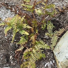 Photo of the plant species Rock Polypody by @FancyComet20 named Miley on Greg, the plant care app