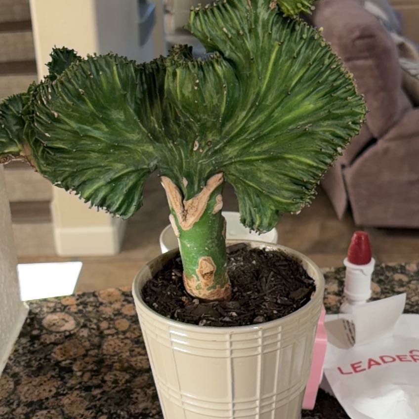 Photo of the plant species Coral Cactus by @HonestJubaea76 named Nemo on Greg, the plant care app