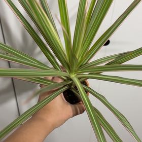 Photo of the plant species Dracanea Bi Color by @DoyenneSucc28 named Rihanna on Greg, the plant care app