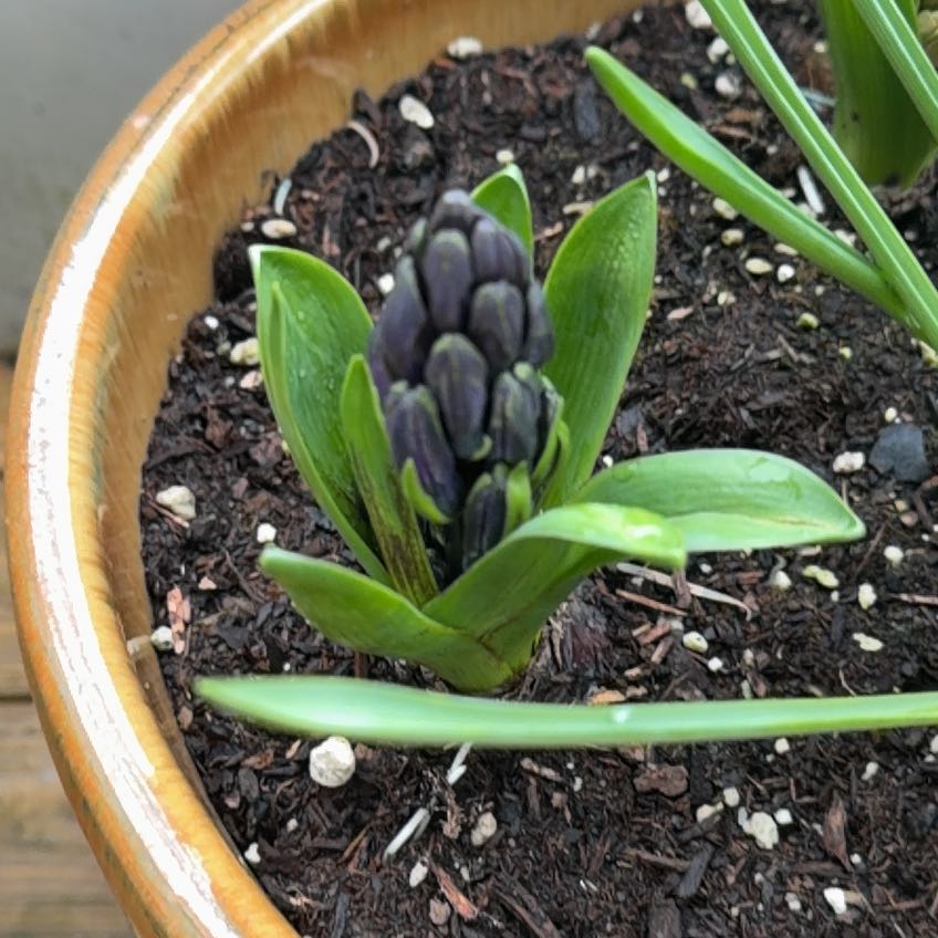 Photo of the plant species Hyacinth 'Happy' by @PetBamboopalm14 named Kylie on Greg, the plant care app