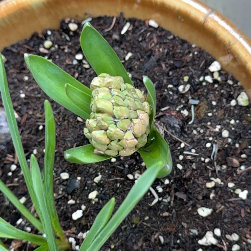 Photo of the plant species Star Hyacinth by @PetBamboopalm14 named Lola on Greg, the plant care app