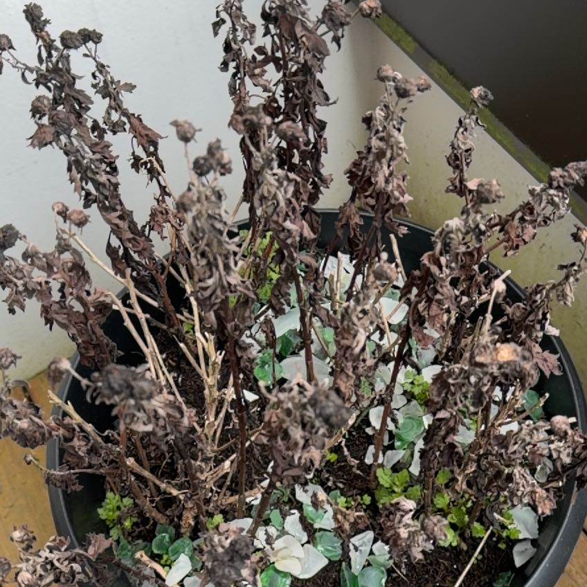 Photo of the plant species Mum by @PetBamboopalm14 named Marley on Greg, the plant care app