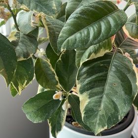 Photo of the plant species Variegated Pink Lemon by @PetBamboopalm14 named Diana on Greg, the plant care app