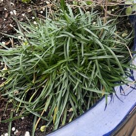 Photo of the plant species Armeria Maritima by @PetBamboopalm14 named Sol on Greg, the plant care app