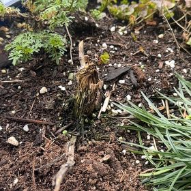 Photo of the plant species Delphinium 'Jo Jo' by @PetBamboopalm14 named Elle on Greg, the plant care app