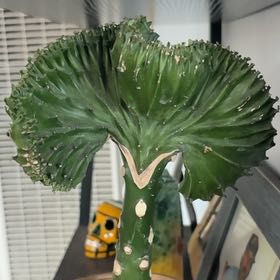 Photo of the plant species christata by @WhizMorombe12 named Miley on Greg, the plant care app