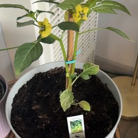 Photo of the plant species Tomatillo 'Toma Verde' by @WhizMorombe12 named Verde on Greg, the plant care app